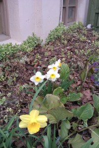 Our Flower Garden in the Green Space - May 2nd